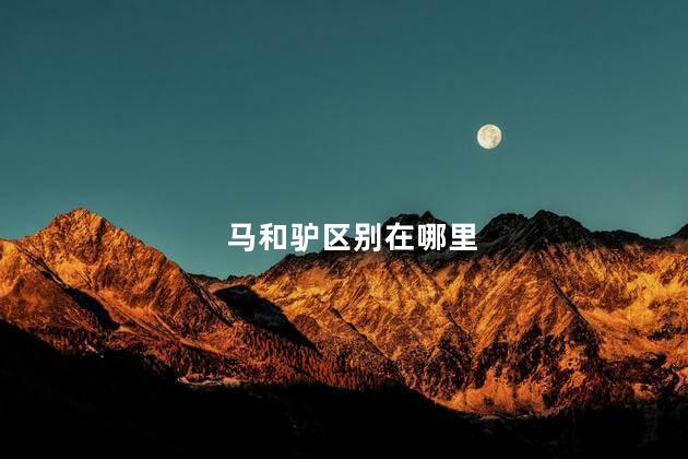 马和驴区别在哪里