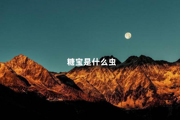 糖宝是什么虫