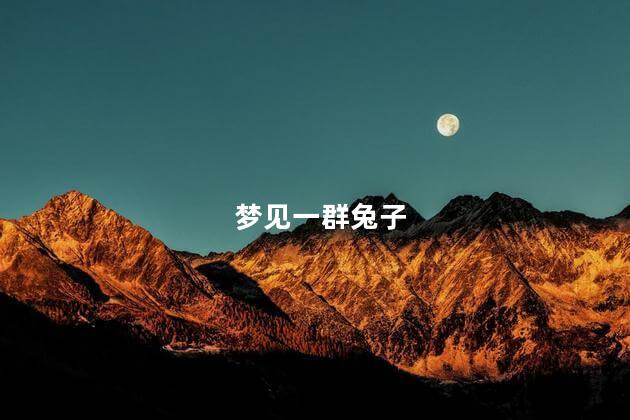 梦见一群兔子