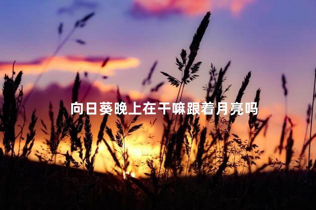 向日葵晚上在干嘛跟着月亮吗